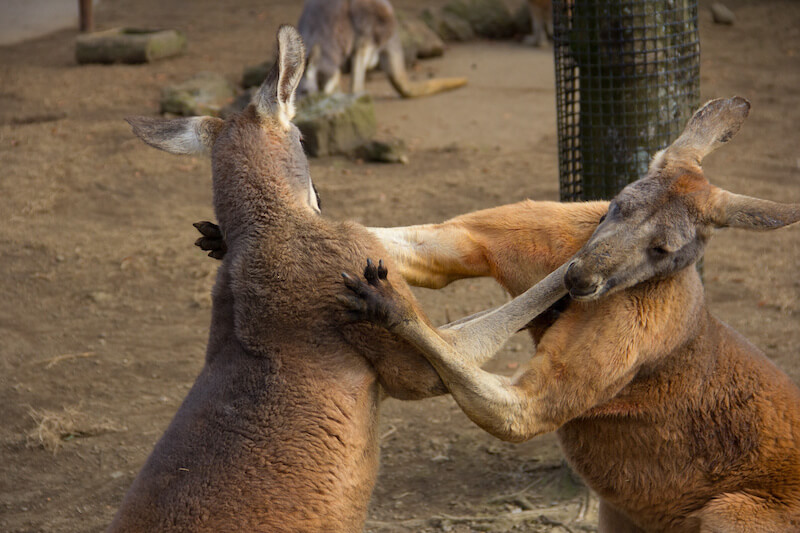 カンガルー