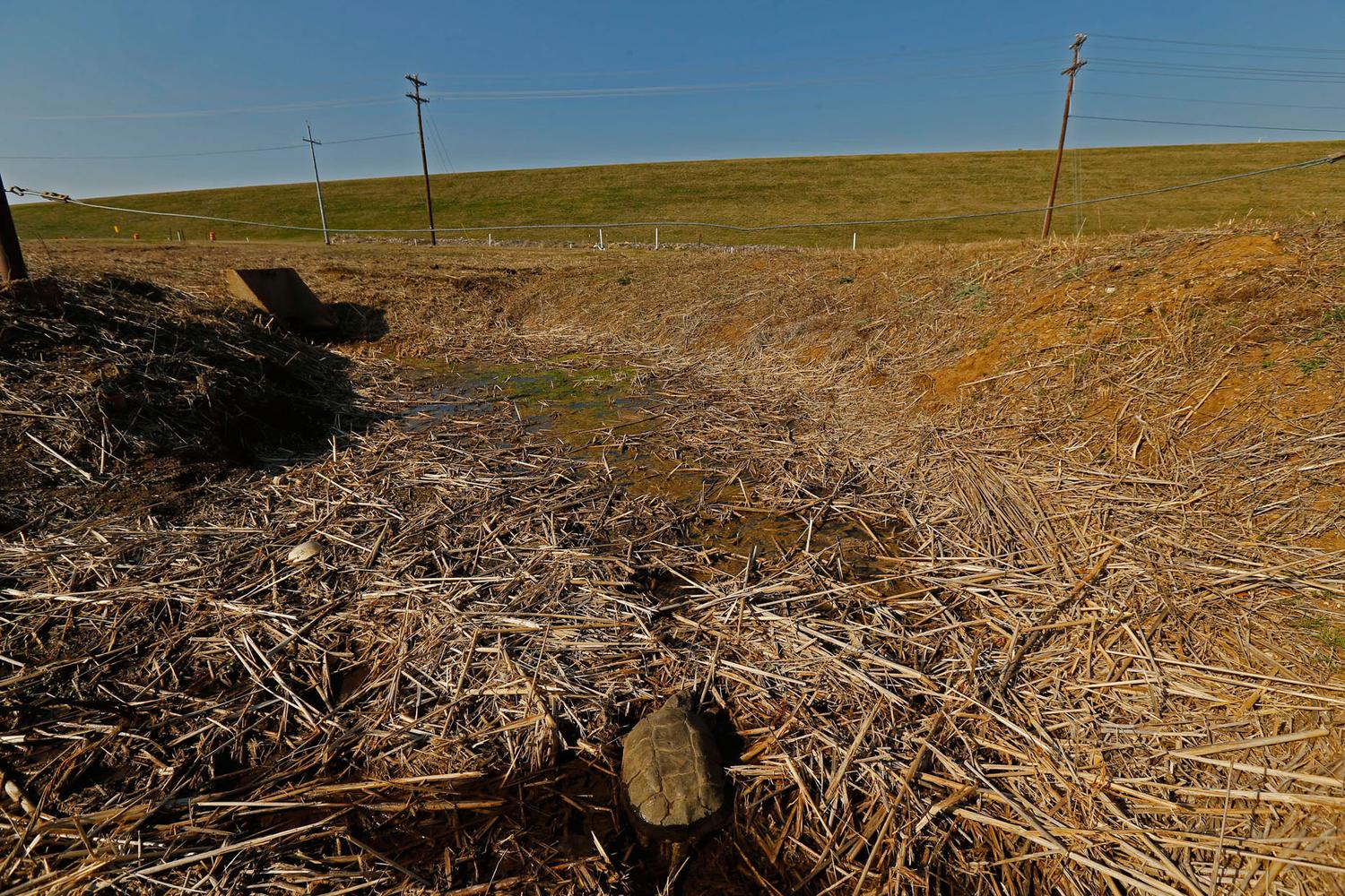  An alligator snapping turtle rests in the marshland of “Seepage Area Number 1,” on the downstream side of Lewisville Dam. During last May’s rains, a “sand boil” appeared in the area, indicating increasing seepage that, if not stopped, could lead to a rupture of the dam.