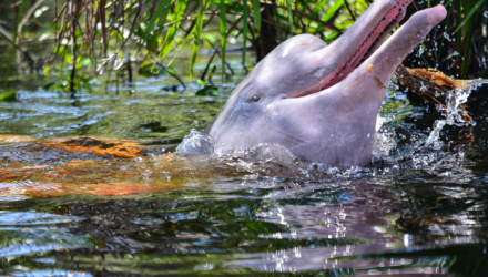 amazon river dolphin fernando trujilo Fundacion Omacha2