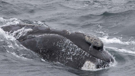 Head of a rare North Pacific rare whale 2023