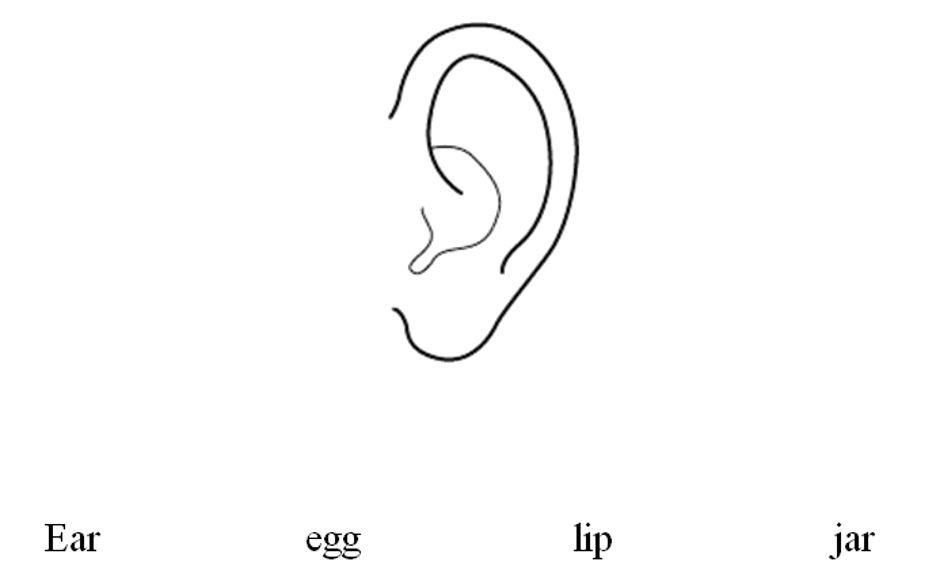 Illustration of a line drawn ear.