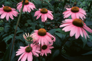 Echinacea