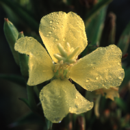 Evening Primrose