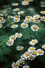 Feverfew