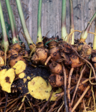 Goldenseal