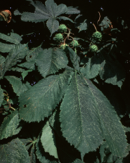 Horse Chestnut