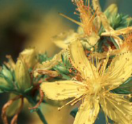 St. John's Wort