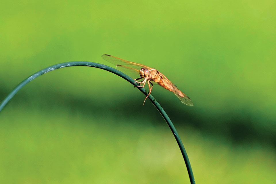 A dragonfly against a green background