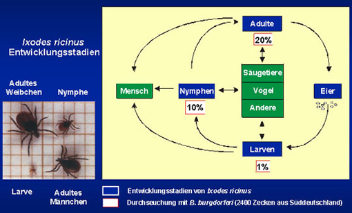 Die Enwicklungsstadien der Zecke, Durchseuchung mit Borrelien