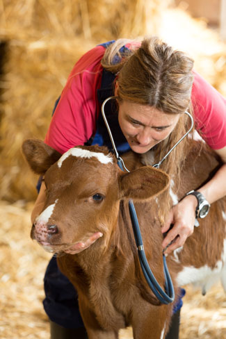 Tierärztin untersucht Kalb