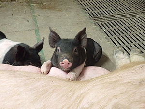 Das Bild zeigt zwei Ferkel an den Zitzen des Muttertiers.