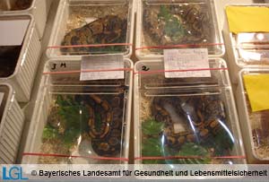 Angebot von Riesenschlangen auf einer Reptilienbörse
